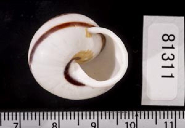 画像3: マルチャスジタニシマイマイ (3)