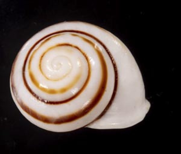 画像2: マルチャスジタニシマイマイ (2)