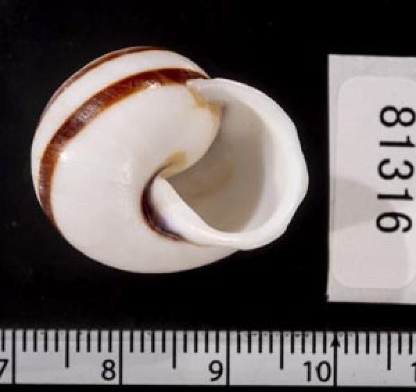 画像3: マルチャスジタニシマイマイ (3)