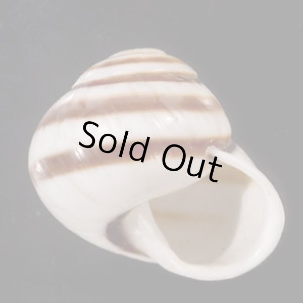 画像1: マルチャスジタニシマイマイ (1)