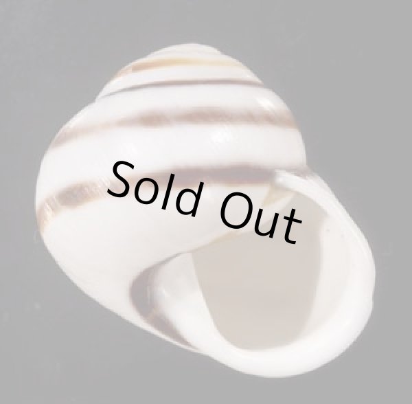 画像1: マルチャスジタニシマイマイ (1)