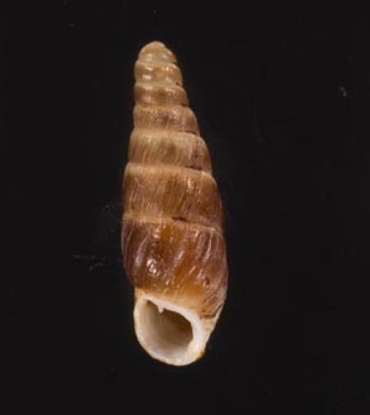 クチジロギセル Hemiphaedusa similarisfig.1