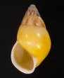 シロオビウコンマイマイ (仮称) Amphidromus quadrasi solidusfig.1