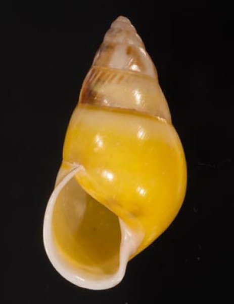 シロオビウコンマイマイ (仮称) Amphidromus quadrasi solidusfig.1