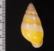 シロオビウコンマイマイ (仮称) Amphidromus quadrasi solidusfig.2