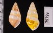 シロオビウコンマイマイ (仮称) Amphidromus quadrasi solidusfig.2