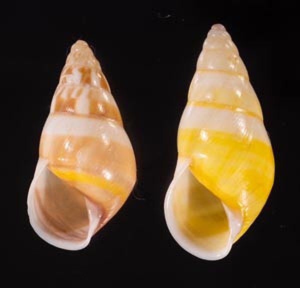 シロオビウコンマイマイ (仮称) Amphidromus quadrasi solidusfig.1