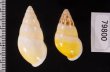 シロオビウコンマイマイ (仮称) Amphidromus quadrasi solidusfig.2