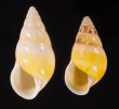シロオビウコンマイマイ (仮称) Amphidromus quadrasi solidusfig.1