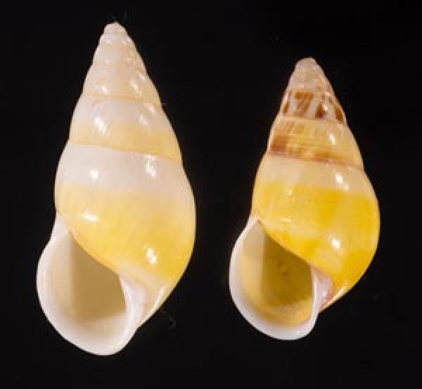 シロオビウコンマイマイ (仮称) Amphidromus quadrasi solidusfig.1