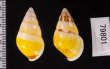 シロオビウコンマイマイ (仮称) Amphidromus quadrasi solidusfig.2