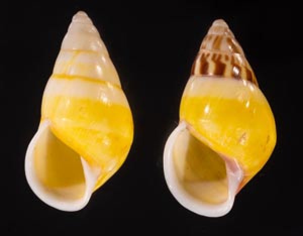 シロオビウコンマイマイ (仮称) Amphidromus quadrasi solidusfig.1