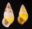 シロオビウコンマイマイ (仮称) Amphidromus quadrasi solidusfig.1