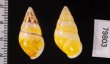 シロオビウコンマイマイ (仮称) Amphidromus quadrasi solidusfig.2