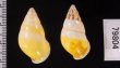 シロオビウコンマイマイ (仮称) Amphidromus quadrasi solidusfig.2