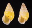シロオビウコンマイマイ (仮称) Amphidromus quadrasi solidusfig.1