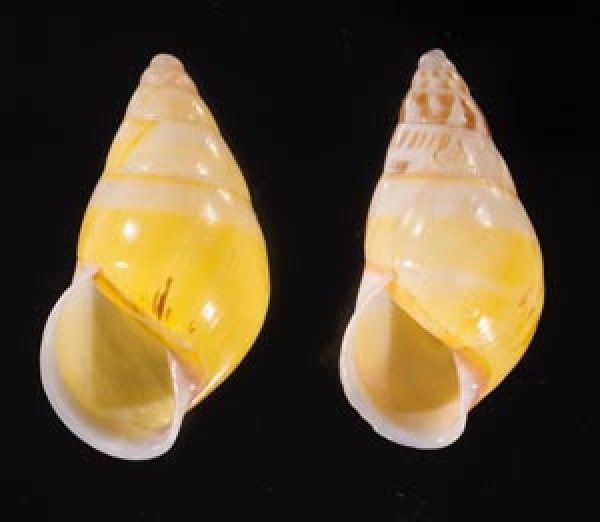 シロオビウコンマイマイ (仮称) Amphidromus quadrasi solidusfig.1