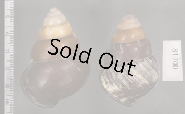 画像2: クチグロゴシキマイマイ (2)