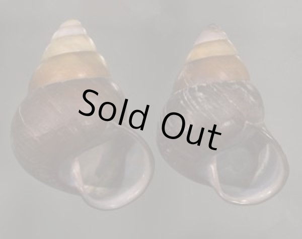 画像1: クチグロゴシキマイマイ (1)