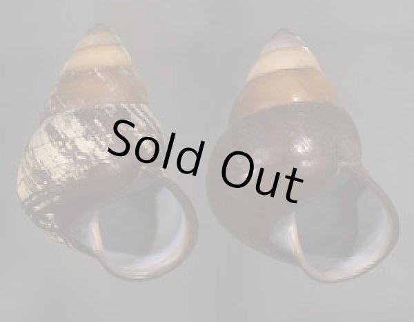 画像1: クチグロゴシキマイマイ (1)