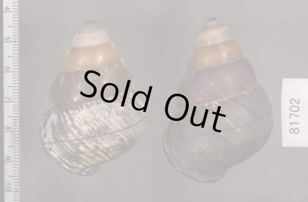 画像2: クチグロゴシキマイマイ (2)