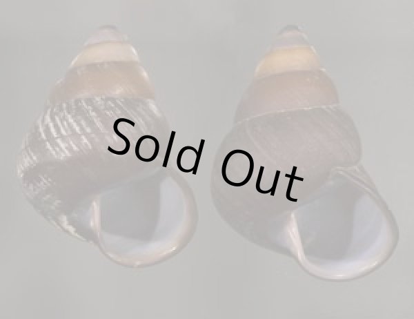 画像1: クチグロゴシキマイマイ (1)