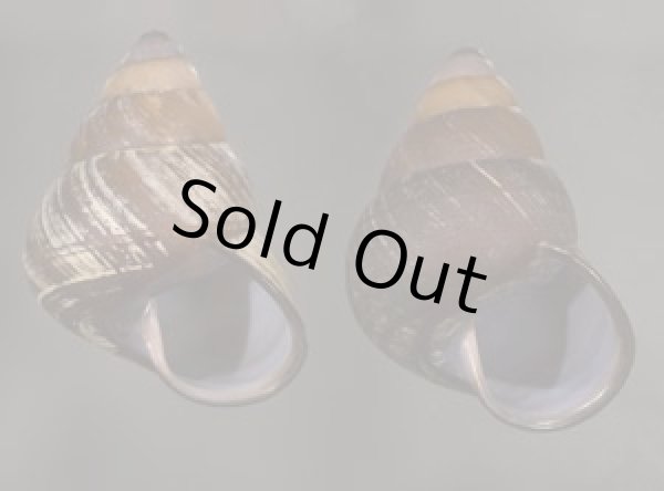 画像1: クチグロゴシキマイマイ (1)