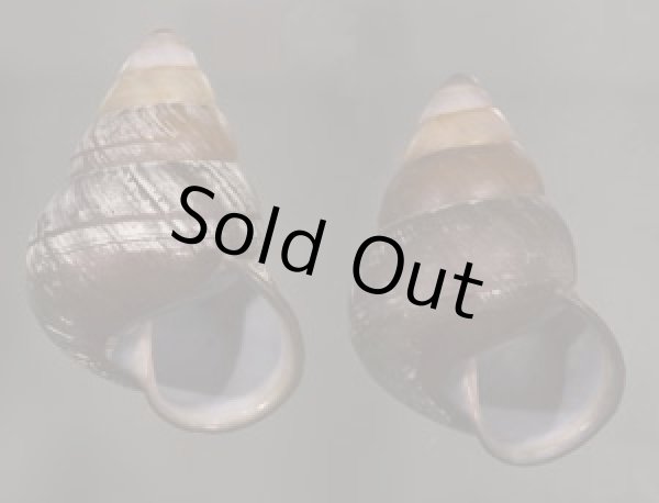 画像1: クチグロゴシキマイマイ (1)