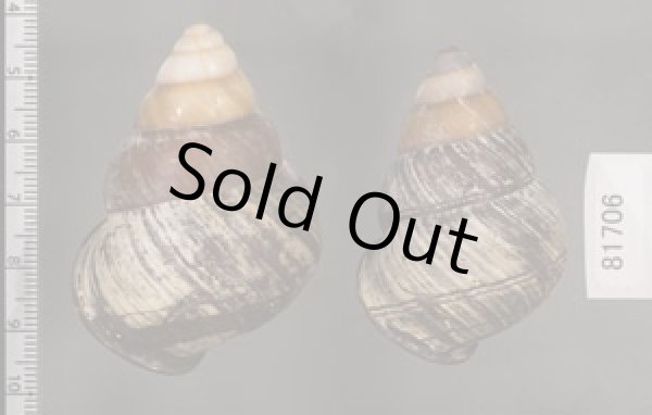 画像2: クチグロゴシキマイマイ (2)