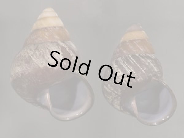 画像1: クチグロゴシキマイマイ (1)