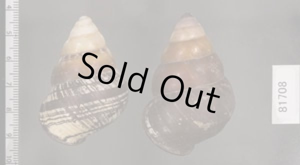 画像2: クチグロゴシキマイマイ (2)