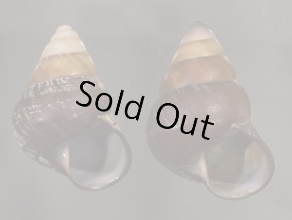 画像1: クチグロゴシキマイマイ (1)