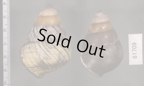 画像2: クチグロゴシキマイマイ (2)