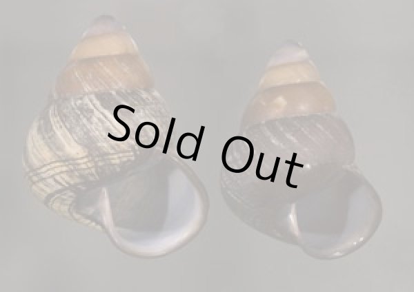 画像1: クチグロゴシキマイマイ (1)