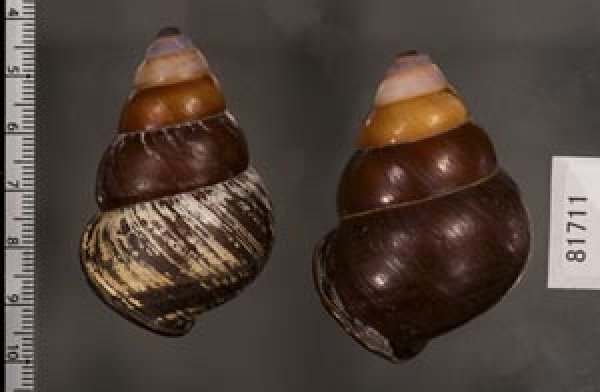 画像2: クチグロゴシキマイマイ (2)