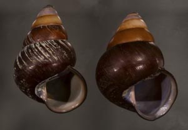 画像1: クチグロゴシキマイマイ (1)