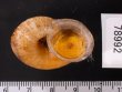 ヒロクチクスミヤマタニシ (仮称) Cyclophorus perdix tubafig.3