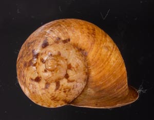 ヒロクチクスミヤマタニシ (仮称) Cyclophorus perdix tubafig.1