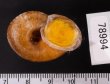 ヒロクチクスミヤマタニシ (仮称) Cyclophorus perdix tubafig.3