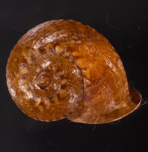 ヒロクチクスミヤマタニシ (仮称) Cyclophorus perdix tubafig.1