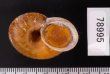ヒロクチクスミヤマタニシ (仮称) Cyclophorus perdix tubafig.3