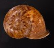 ヒロクチクスミヤマタニシ (仮称) Cyclophorus perdix tubafig.1