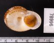 ヒロクチクスミヤマタニシ (仮称) Cyclophorus perdix tubafig.3