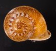 ヒロクチクスミヤマタニシ (仮称) Cyclophorus perdix tubafig.1