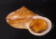ヒロクチクスミヤマタニシ (仮称) Cyclophorus perdix tubafig.2
