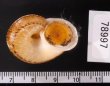 ヒロクチクスミヤマタニシ (仮称) Cyclophorus perdix tubafig.3