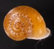ヒロクチクスミヤマタニシ (仮称) Cyclophorus perdix tubafig.1