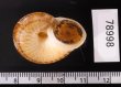 ヒロクチクスミヤマタニシ (仮称) Cyclophorus perdix tubafig.3