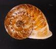 ヒロクチクスミヤマタニシ (仮称) Cyclophorus perdix tubafig.1