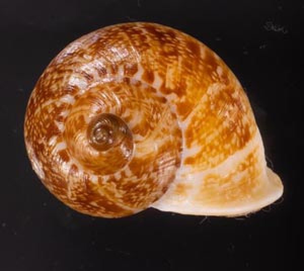 ヒロクチクスミヤマタニシ (仮称) Cyclophorus perdix tubafig.1